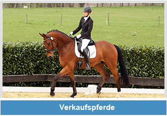 Kiefferhof: Verkaufspferde