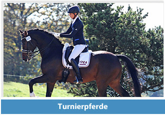 Kiefferhof: Turnierpferde